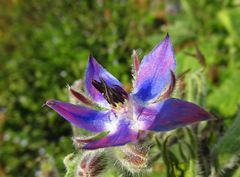 Mittwochsblümchen: Boretsch-Blüte