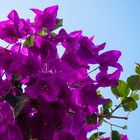 Mittwochsblümchen - Bougainvillea