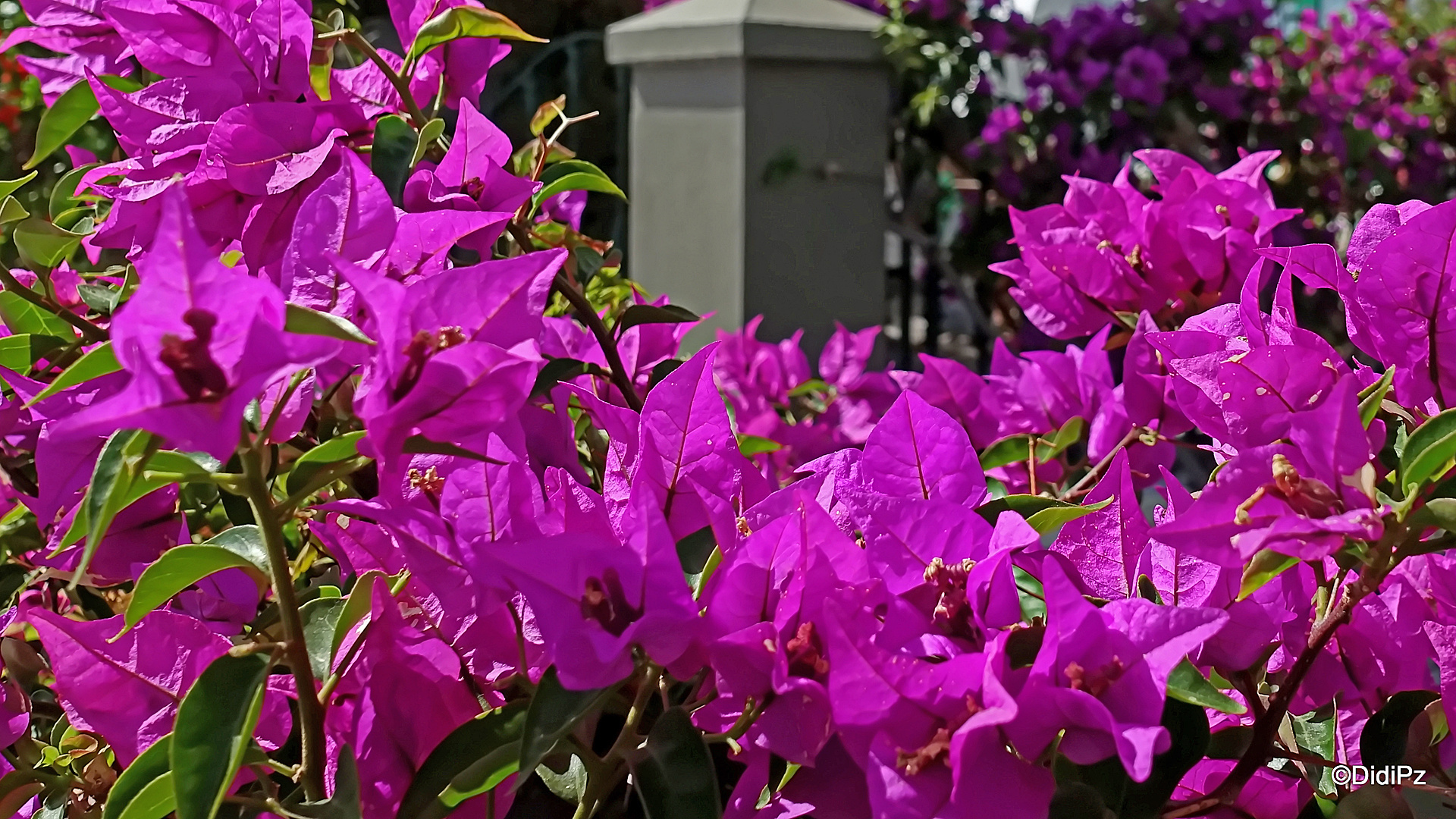 Mittwochsblümchen: Bougainvillen ...