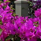 Mittwochsblümchen: Bougainvillen ...