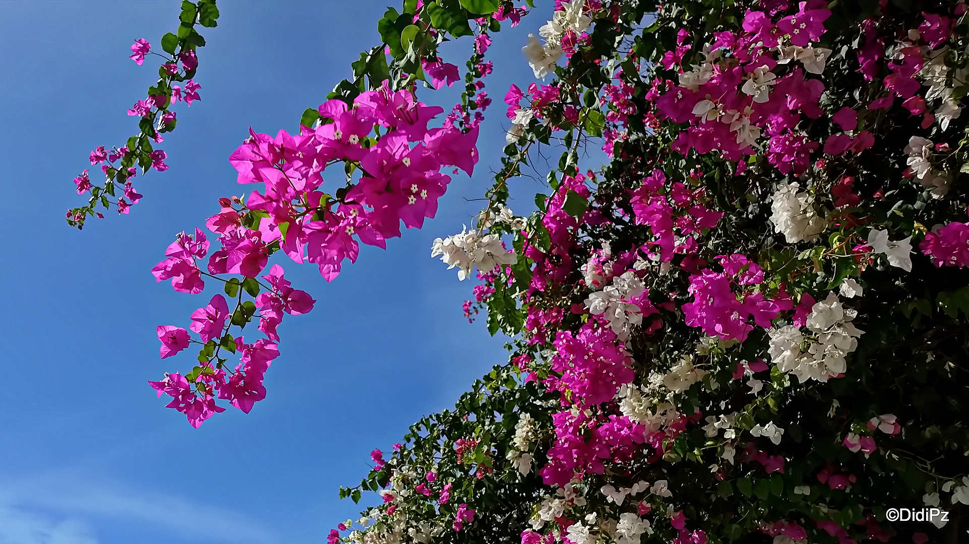 Mittwochsblümchen: Bougainvillen ...