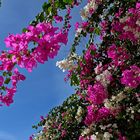 Mittwochsblümchen: Bougainvillen ...