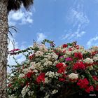 Mittwochsblümchen: Bougainvillenpracht ...