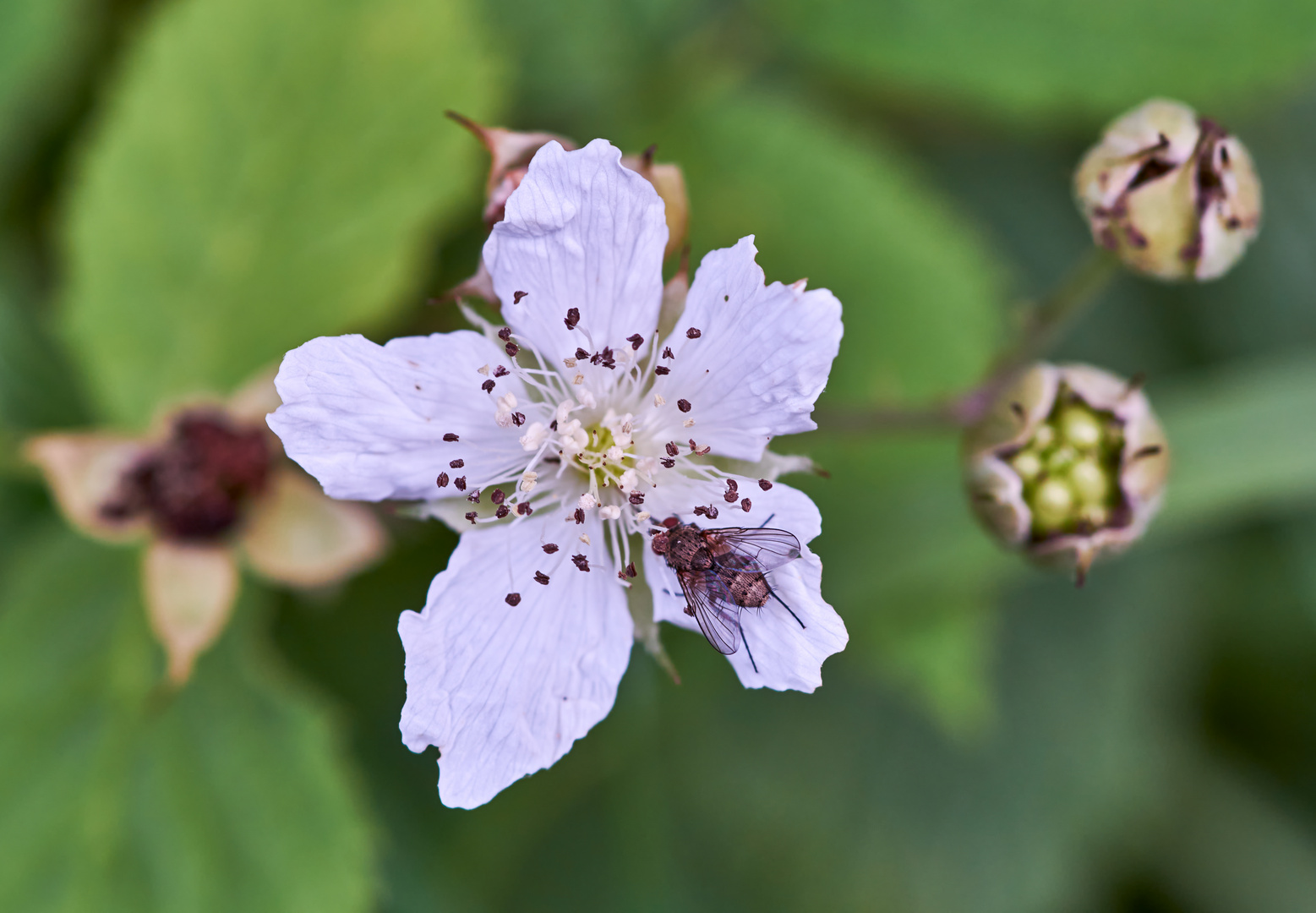 Mittwochsblümchen -  Brombeerblüte