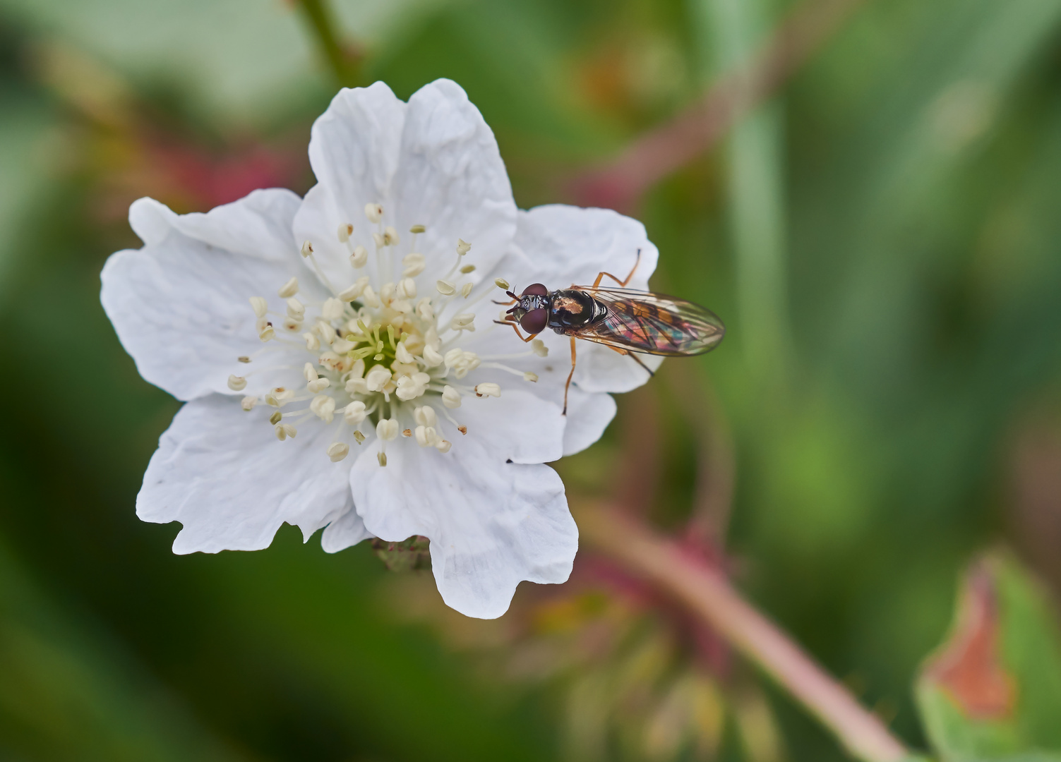 Mittwochsblümchen - Brombeerblüte