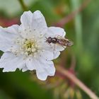 Mittwochsblümchen - Brombeerblüte