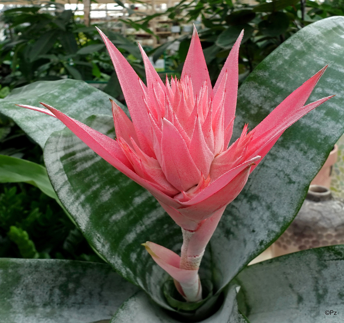 Mittwochsblümchen: Bromelia ...