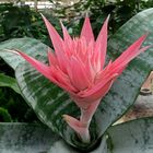 Mittwochsblümchen: Bromelia ...