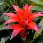 Mittwochsblümchen: Bromelie Guzmania rot ...