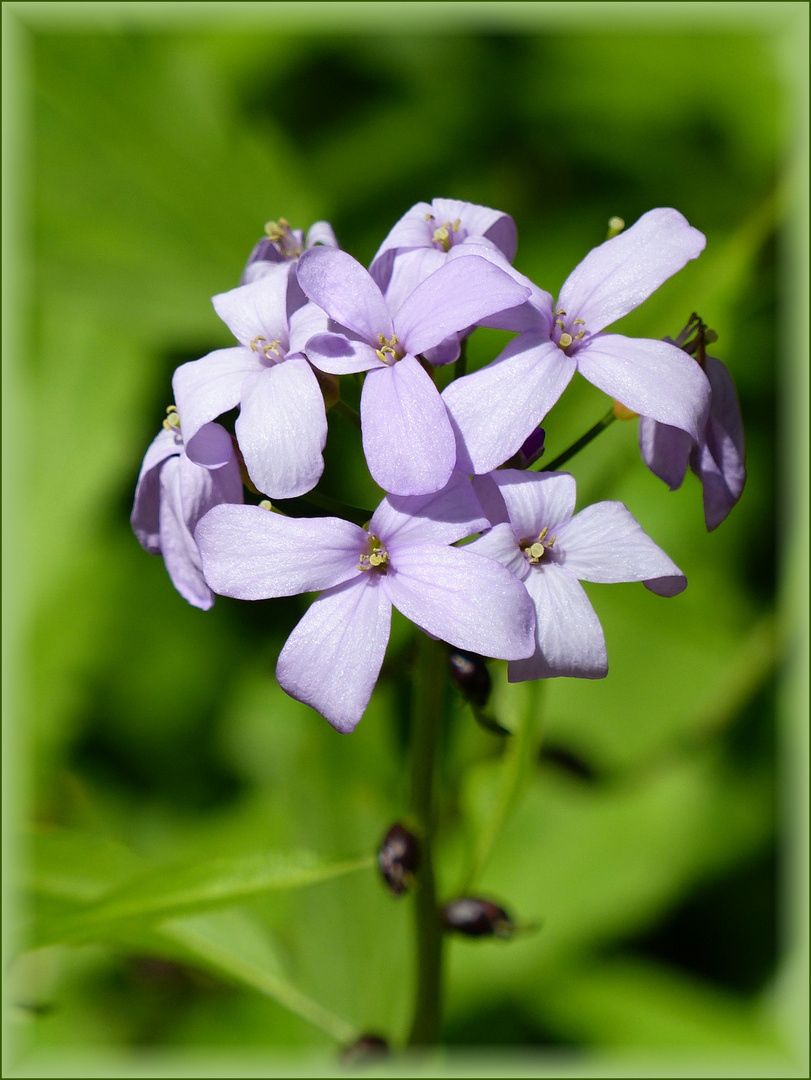 Mittwochsblümchen