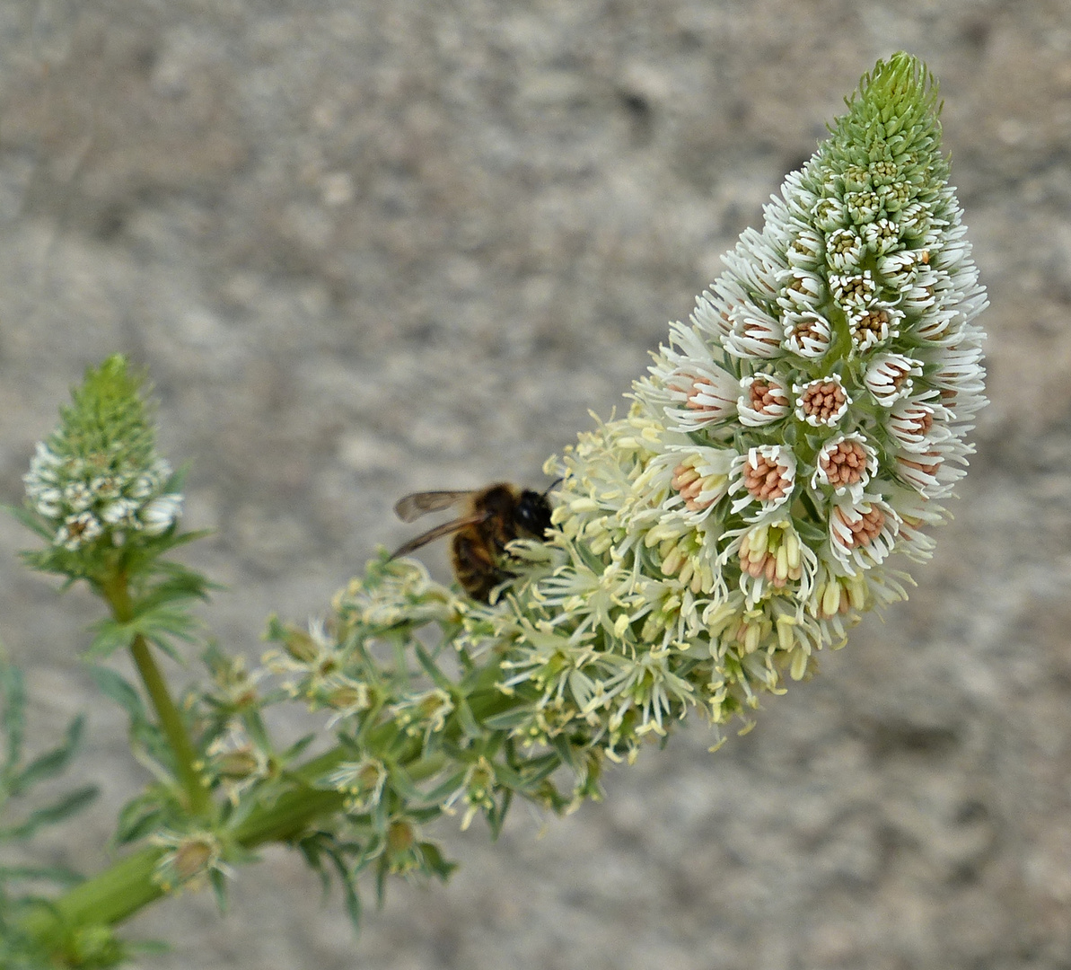 Mittwochsblümchen