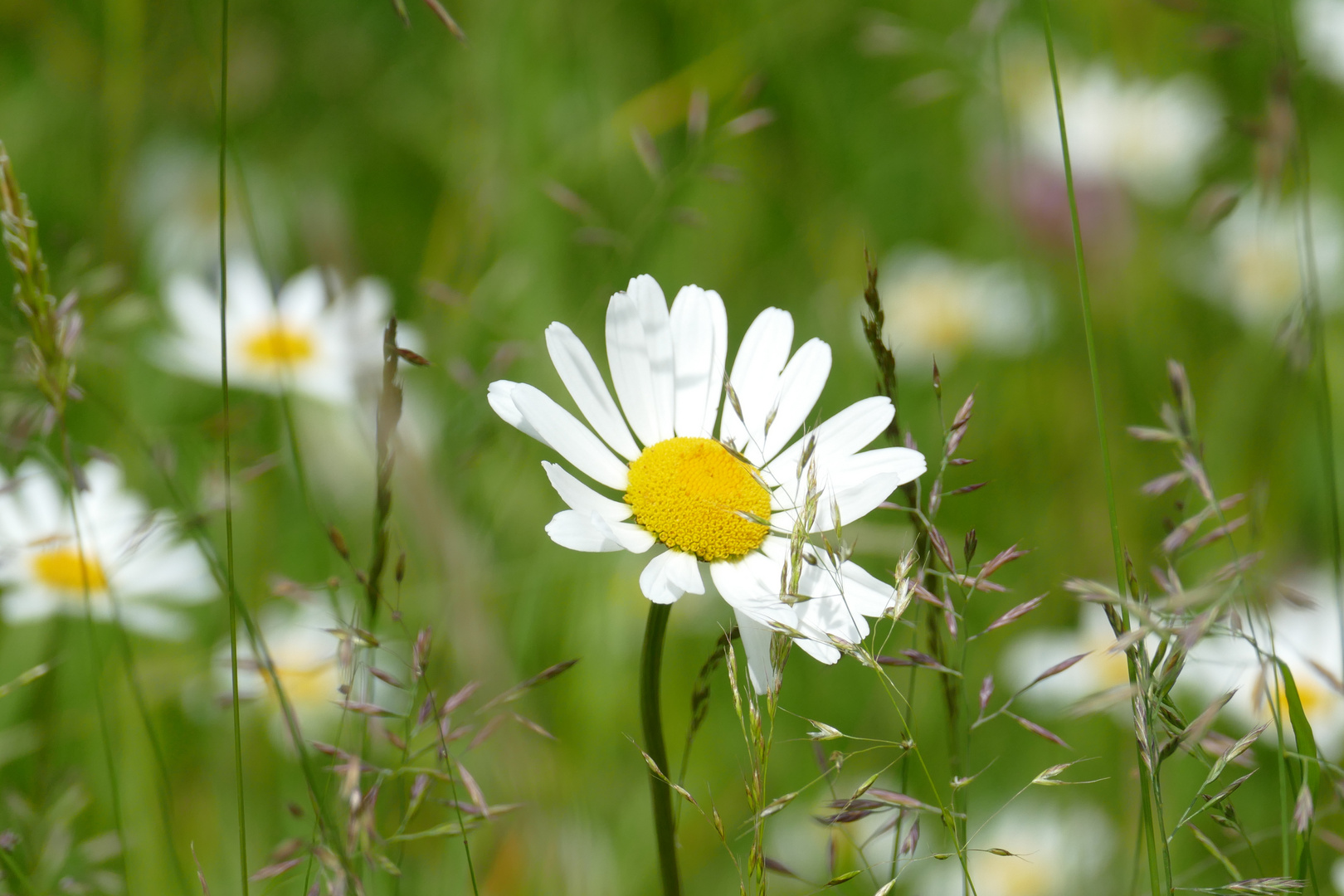 °°°° Mittwochsblümchen °°°°