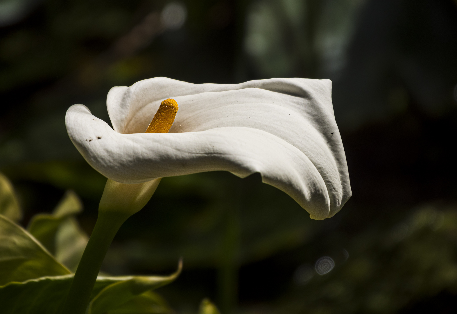 Mittwochsblümchen - Calla