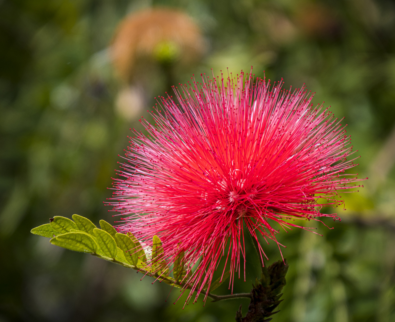 Mittwochsblümchen - Calliandra carbonaria