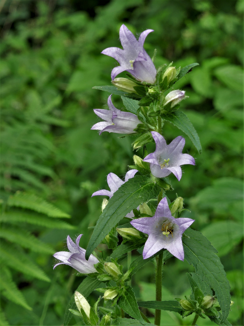 Mittwochsblümchen: Campanula