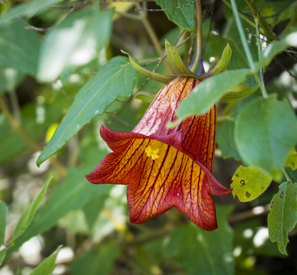 Mittwochsblümchen - Canaria