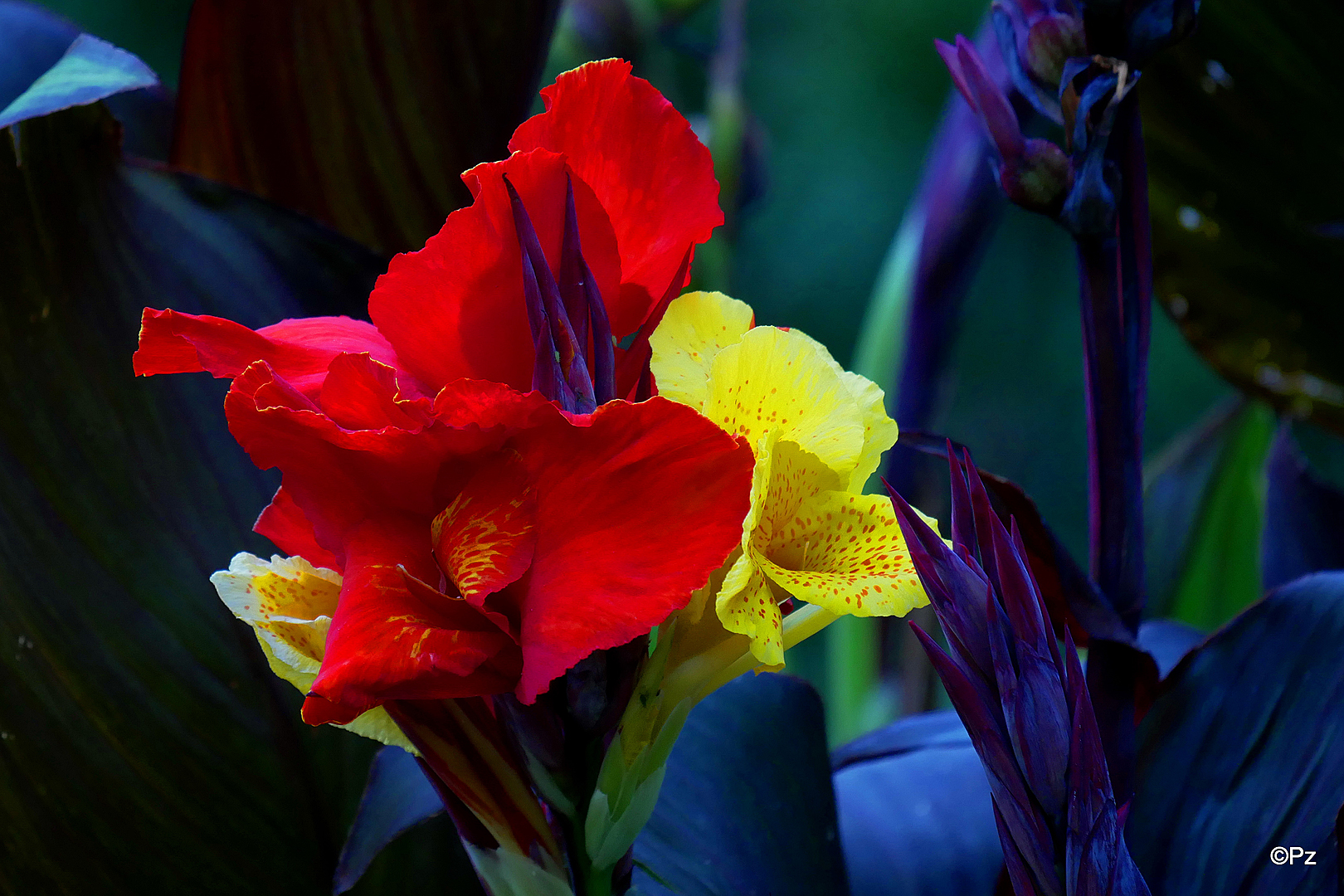 Mittwochsblümchen: "Canna", Blumenrohr ...