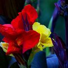 Mittwochsblümchen: "Canna", Blumenrohr ...