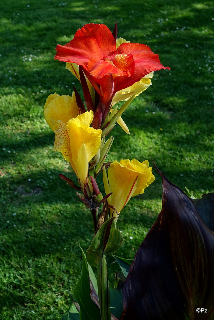 Mittwochsblümchen Canna indica Blumenrohr Foto & Bild pflanzen
