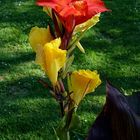 Mittwochsblümchen: Canna indica - Blumenrohr ...