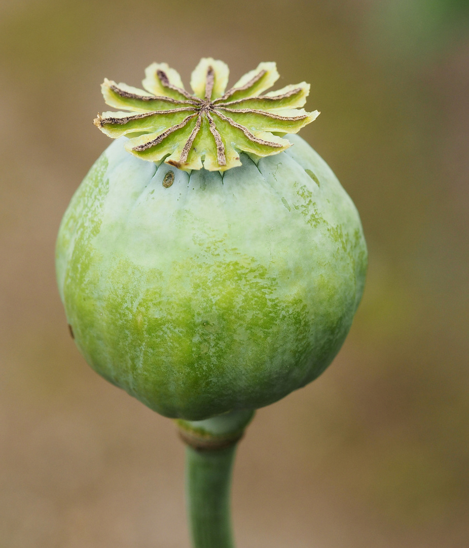 Mittwochsblümchen 