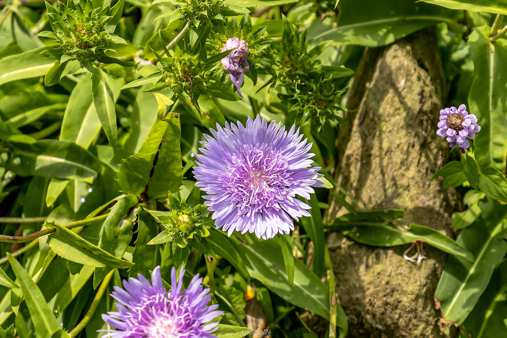 Mittwochsblümchen