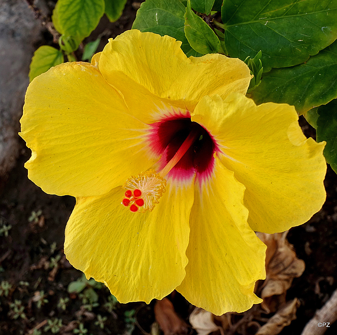 Mittwochsblümchen: Chinesische Eibischblüte ...