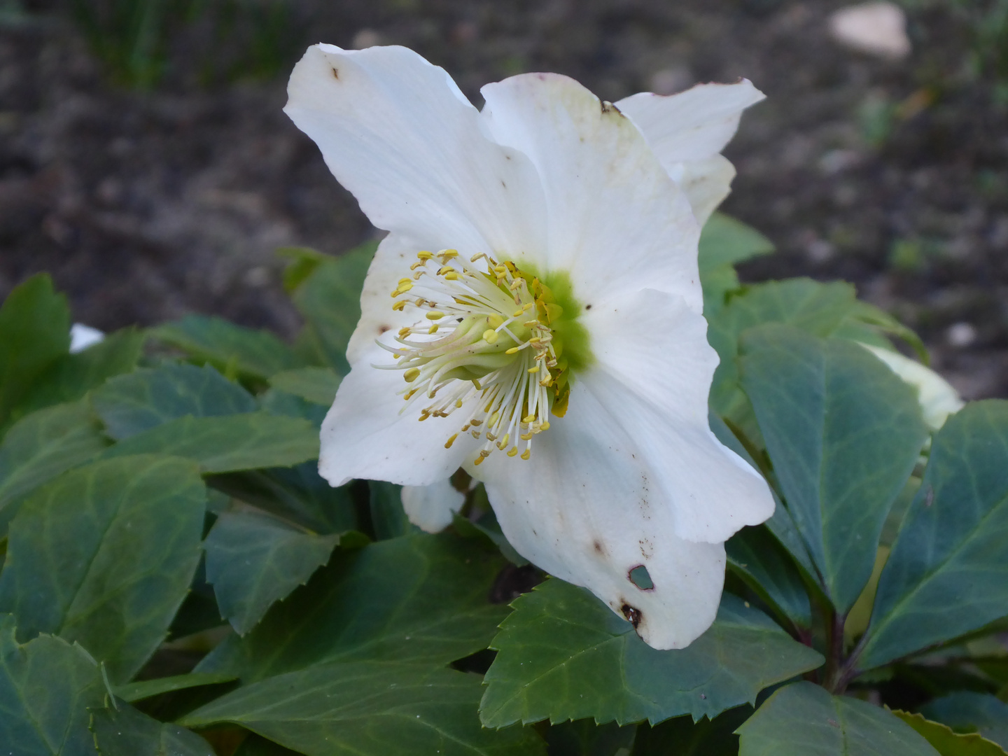 Mittwochsblümchen: Christrose - etwas beschädigt