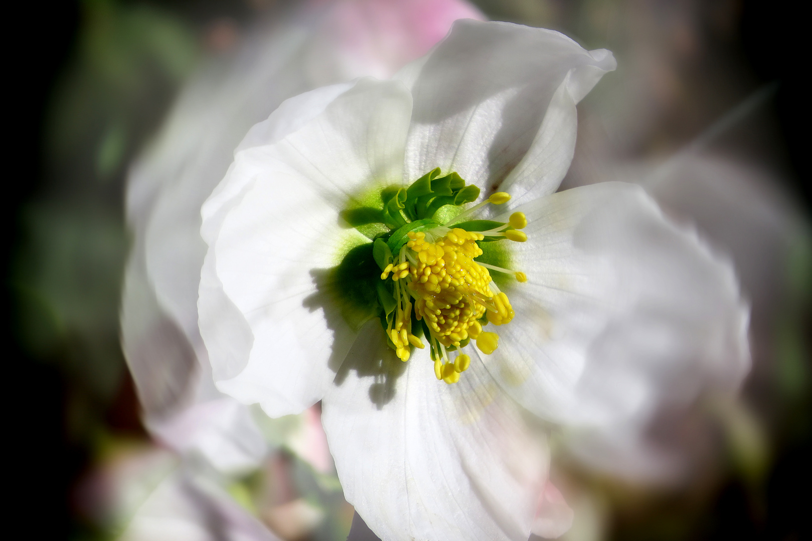 Mittwochsblümchen: Christrose mit Doppelbelichtung