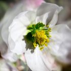 Mittwochsblümchen: Christrose mit Doppelbelichtung