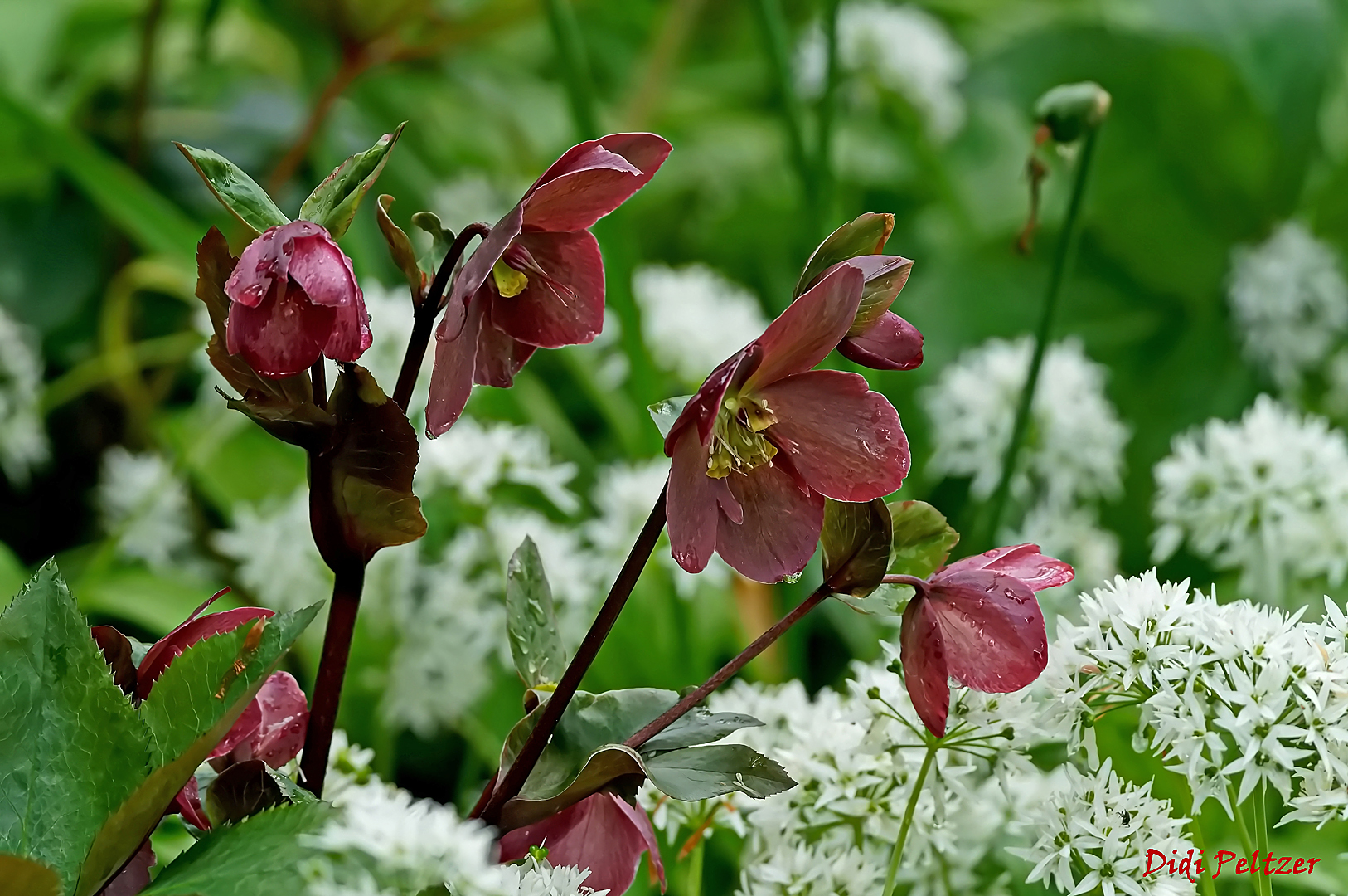 Mittwochsblümchen: Christrosenblüten ...