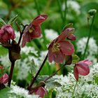 Mittwochsblümchen: Christrosenblüten ...