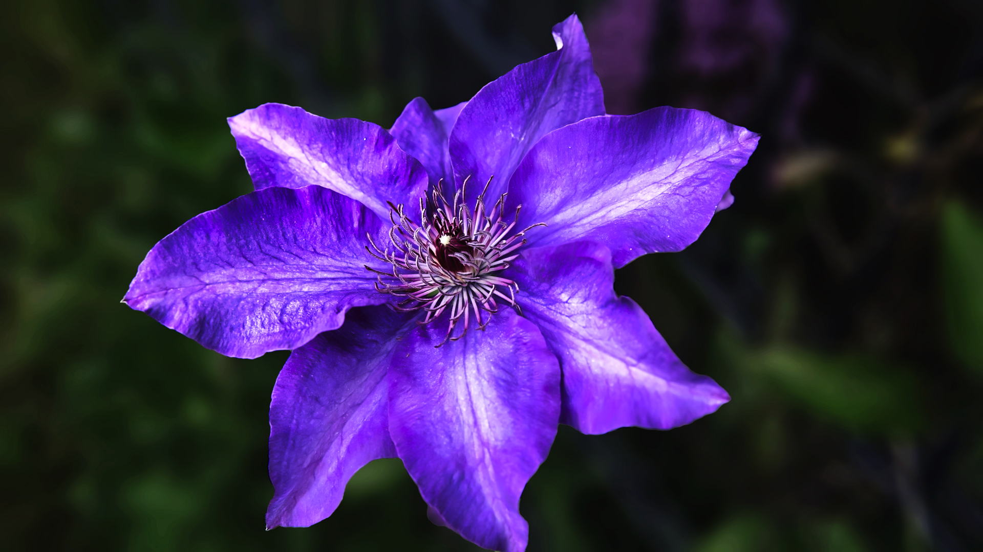 Mittwochsblümchen - Clematis