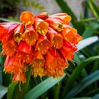 Mittwochsblümchen - Clivia nobilis