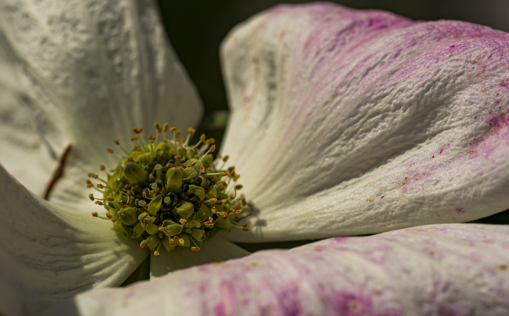 Mittwochsblümchen - Cornus Kousa 