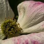 Mittwochsblümchen - Cornus Kousa 