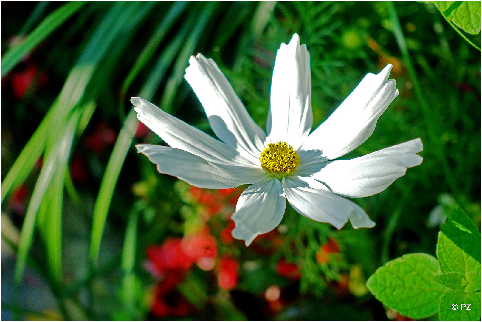 Mittwochsblümchen: Cosmea ...