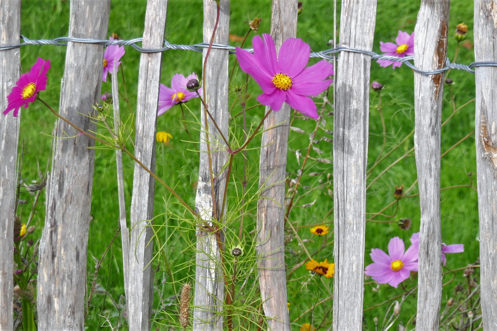 Mittwochsblümchen: Cosmea im Herbst