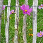 Mittwochsblümchen: Cosmea im Herbst