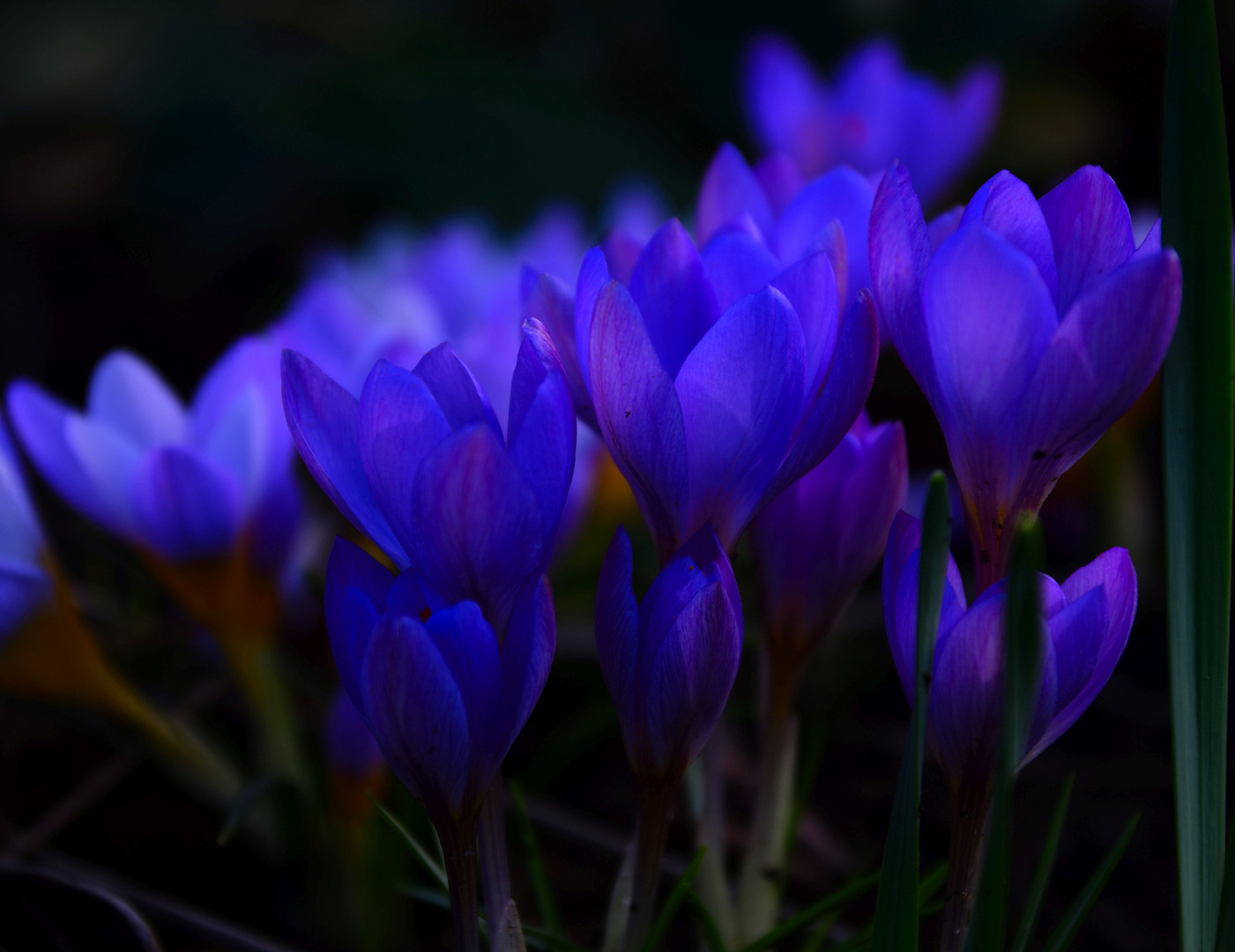 Mittwochsblümchen (Crocus)