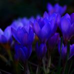 Mittwochsblümchen (Crocus)