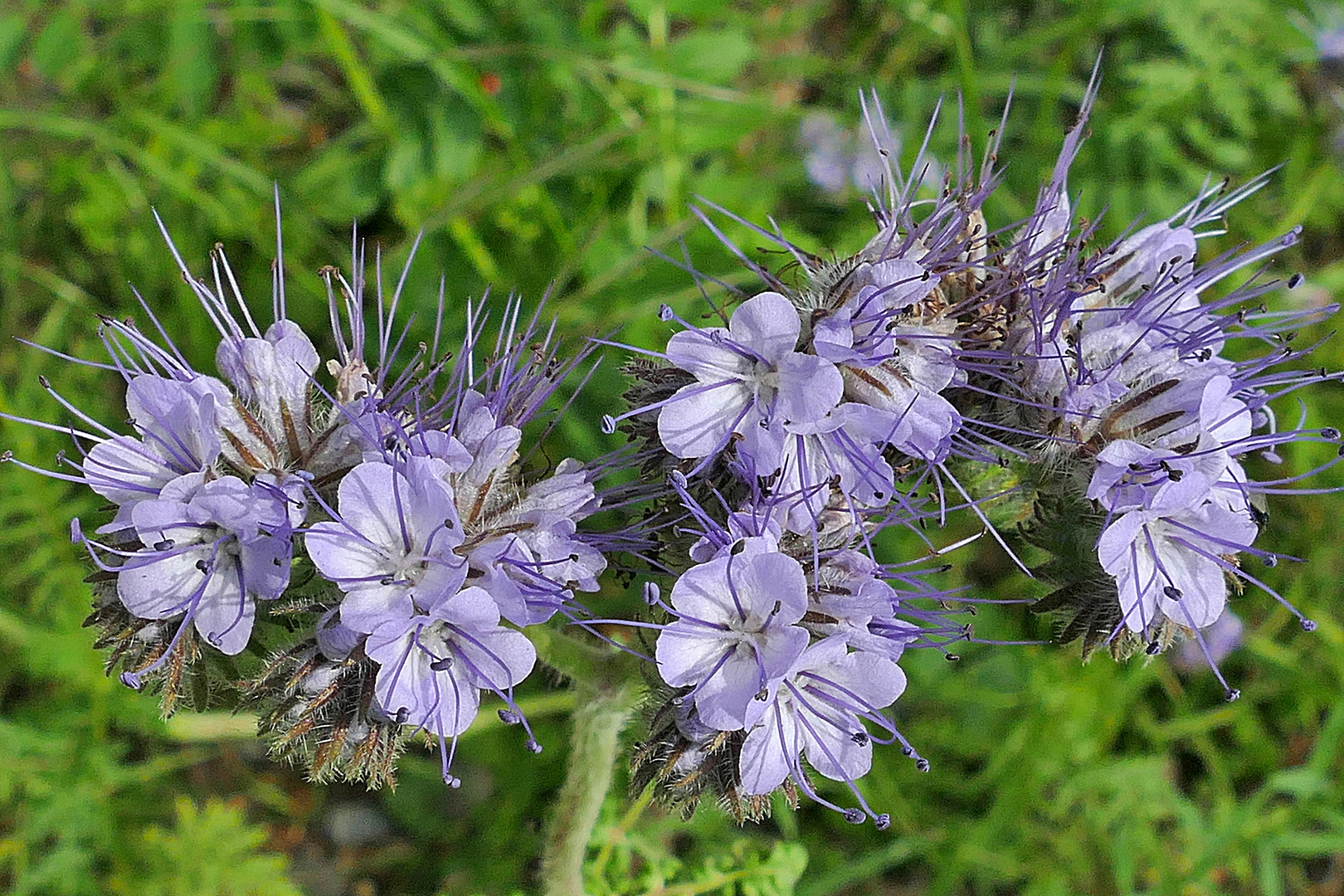 Mittwochsblümchen