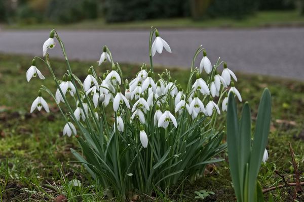 Mittwochsblümchen....