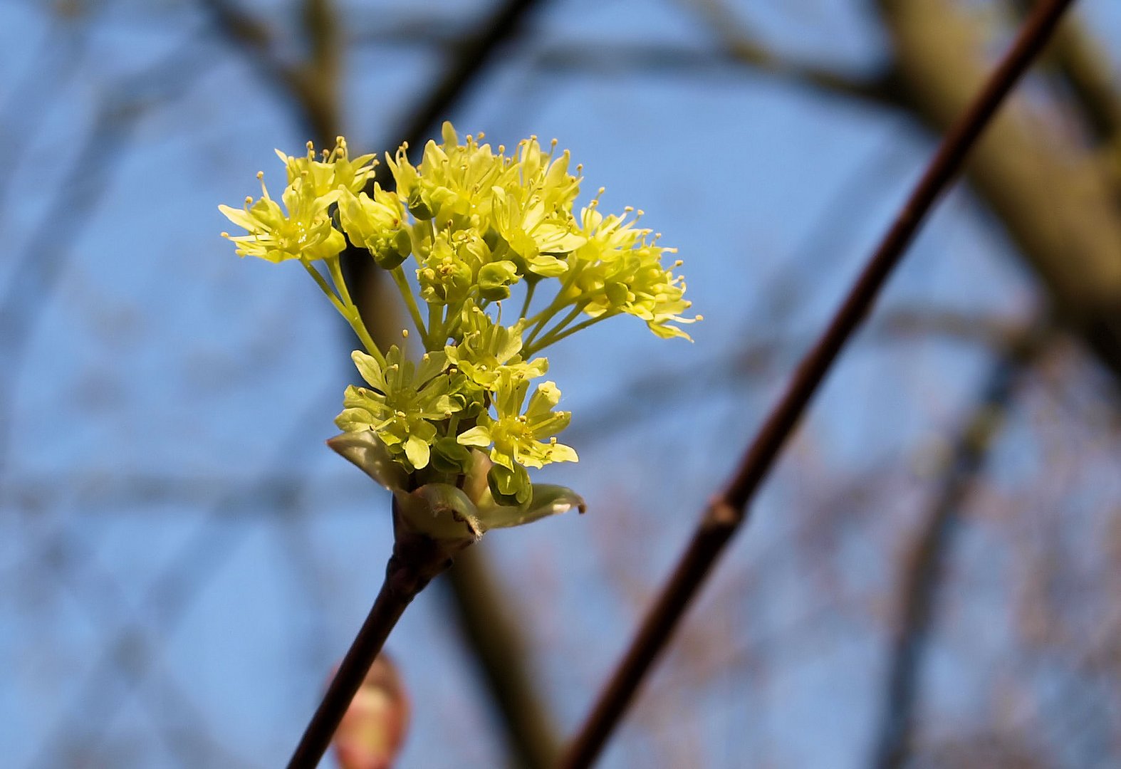 Mittwochsblümchen