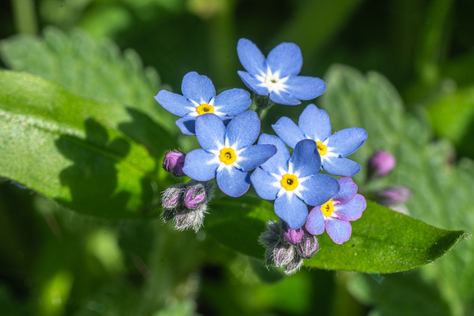 Mittwochsblümchen