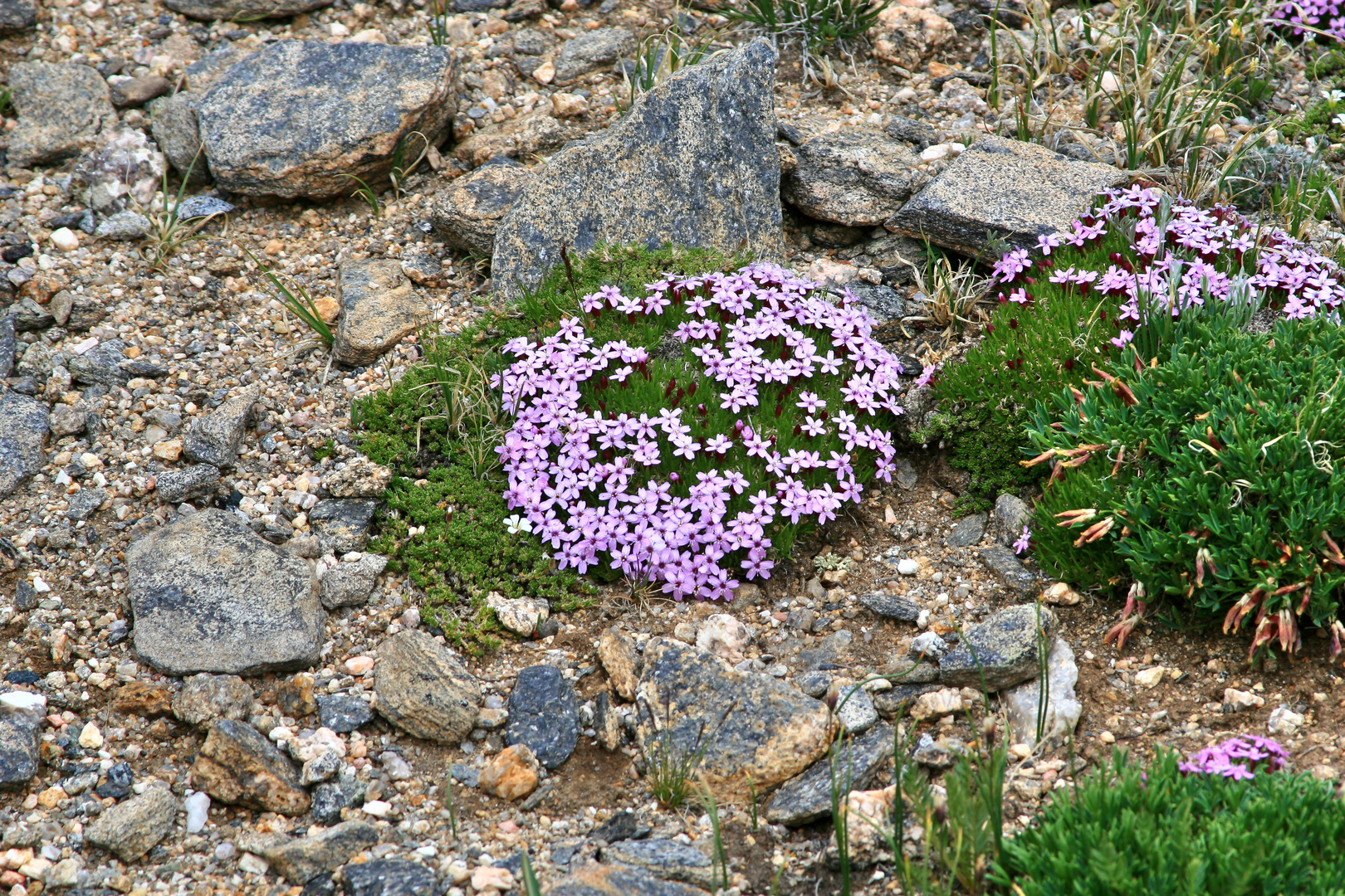 Mittwochsblümchen