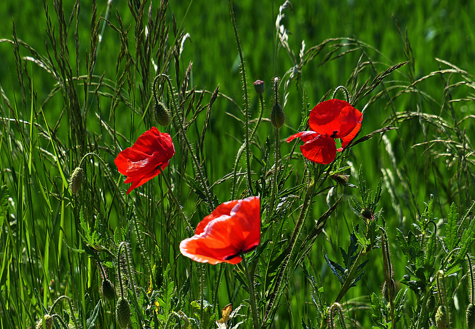 Mittwochsblümchen