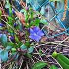 Mittwochsblümchen: Das blaue Immergrün