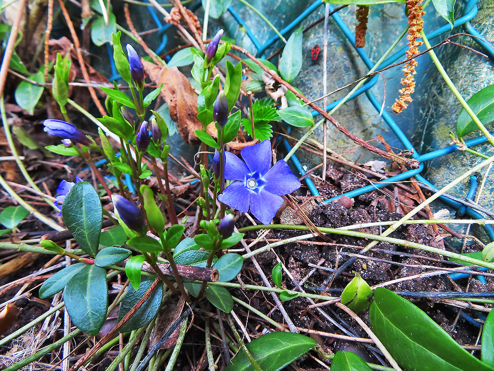 Mittwochsblümchen: Das blaue Immergrün