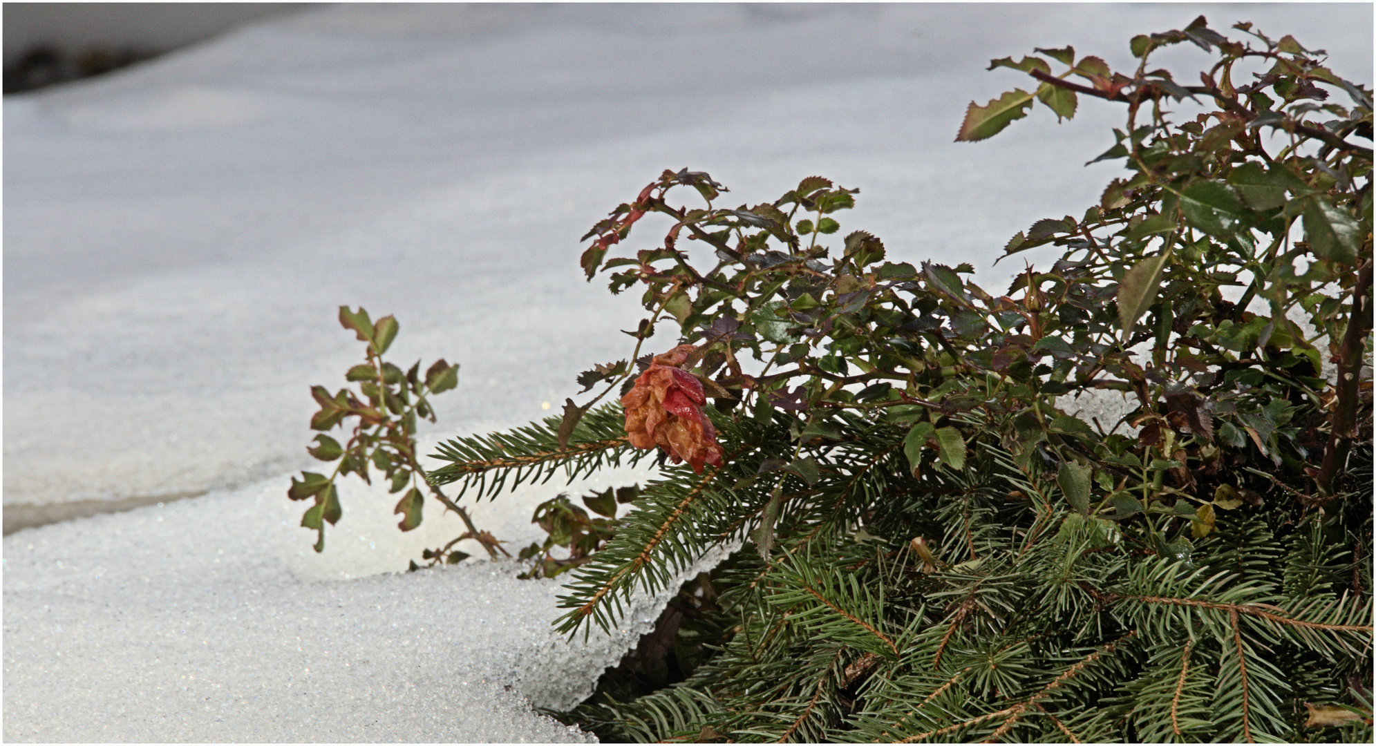 Mittwochsblümchen das der Schnee geschützt hat